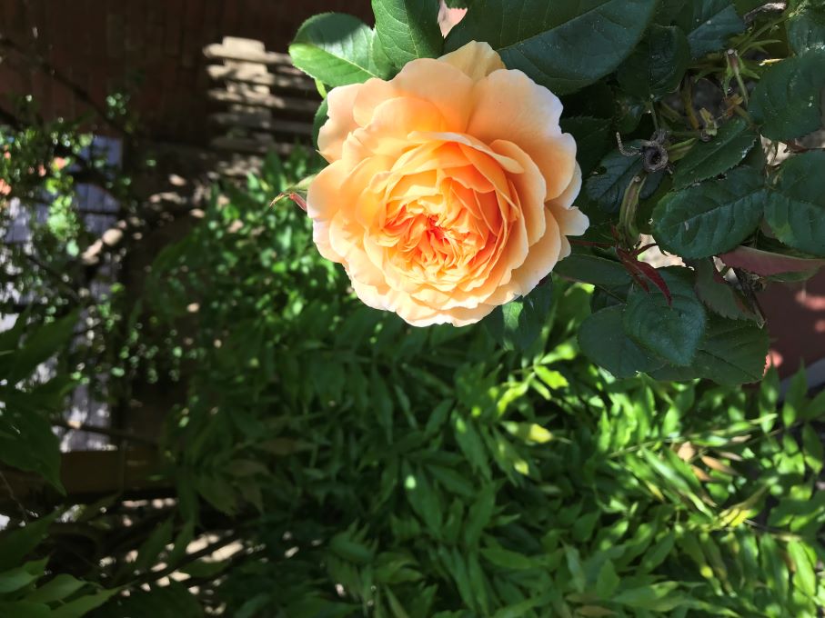 Roses in Weobley